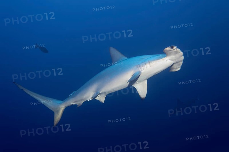 Scalloped Hammerhead (Sphyrna lewini) swims in the open sea
