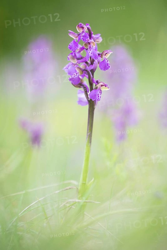 Green-winged orchid (Anacamptis morio)