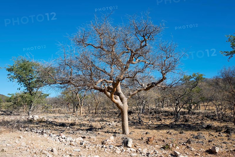 Guggal (Commiphora wightii) in barren landscape