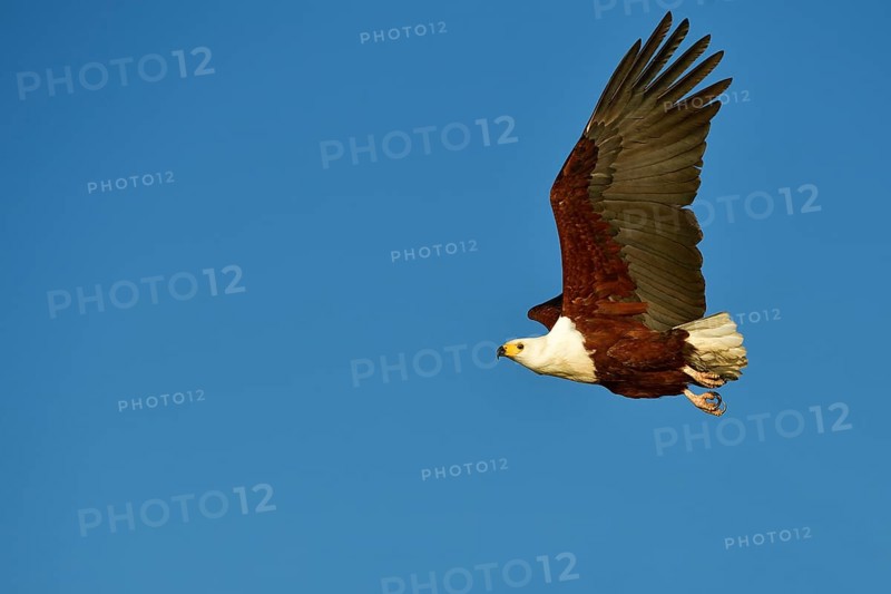 African Osprey (Pandion haliaetus) in flight on blue sky