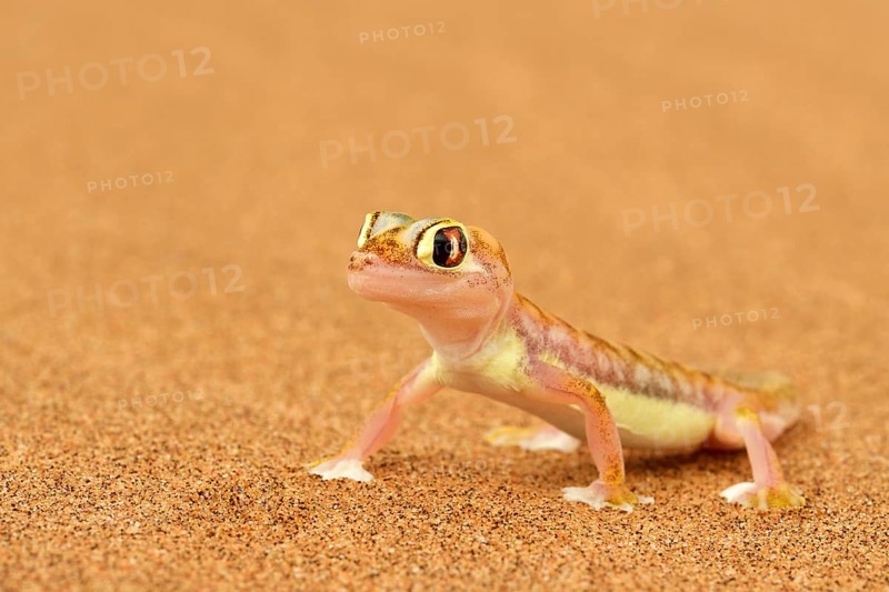 Palmato gecko