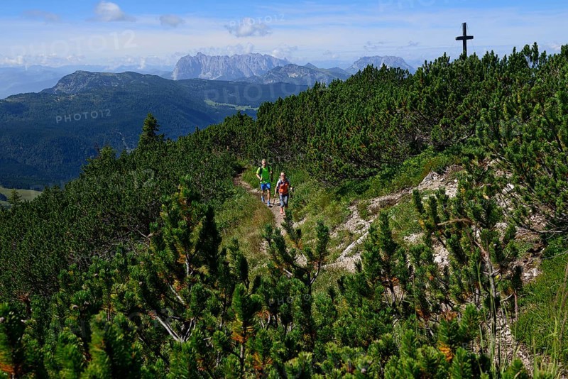 Hikers between pines on the summit ridge of the Durrnbachhorn