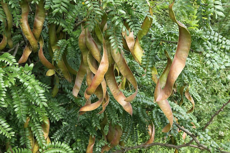 Carob tree (Ceratonia siliqua)