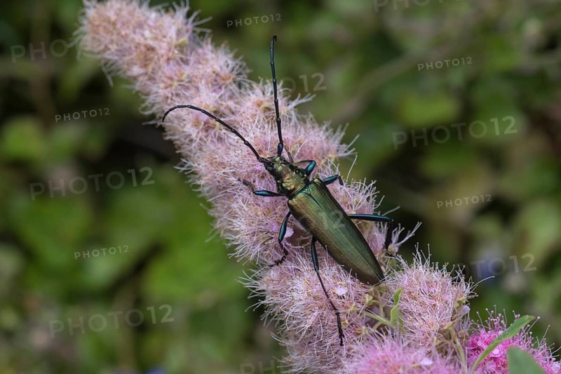 Musk beetle (Aromia moschata) on flower of willow-leaved spirea shrub(Spiraea salicifolia)