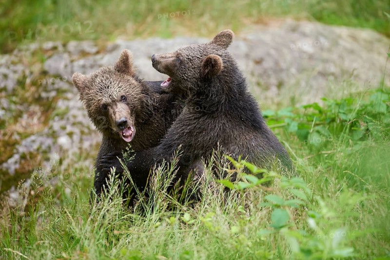 Close-up of two Eurasian brown bear (Ursus arctos arctos)