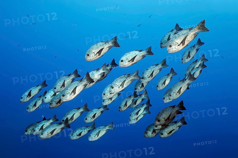 Swarm Black-White Snapper or Black and white snapper (Macolor niger) swimming in the open sea