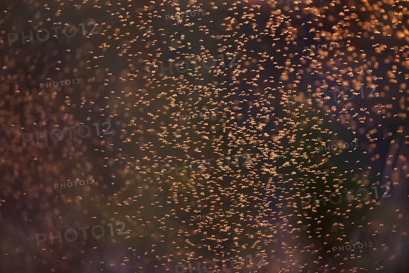 Dancing mosquitoes against the light at a river in Saxony-Anhalt