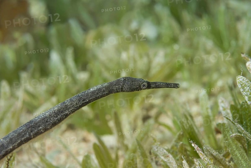 Double-ended pipefish (Trachyrhamphus bicoarctatus) on the sea grass