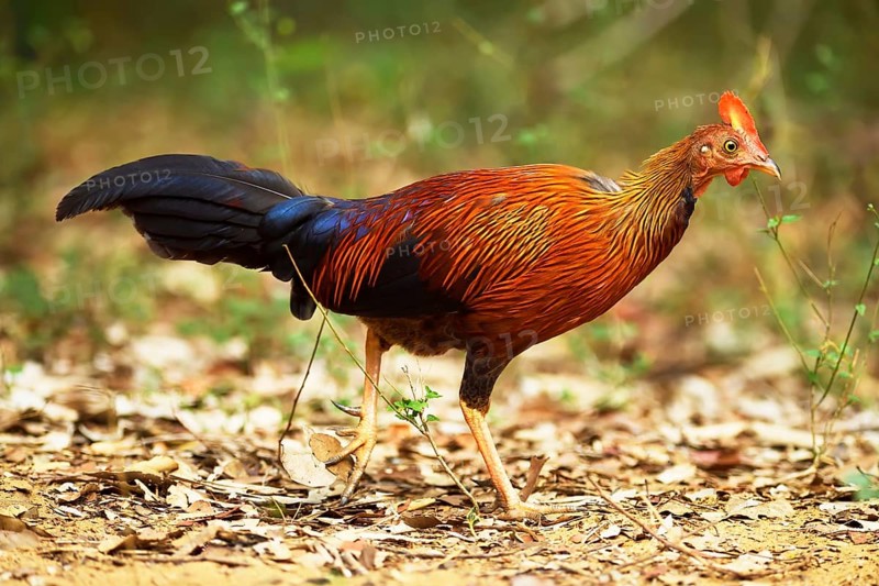 Sri Lankan junglefowl (Gallus lafayetii)