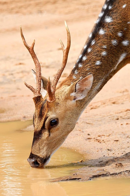 Chital (Axis axis)