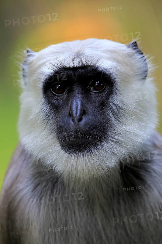 Northern plains gray langur (Semnopithecus entellus)