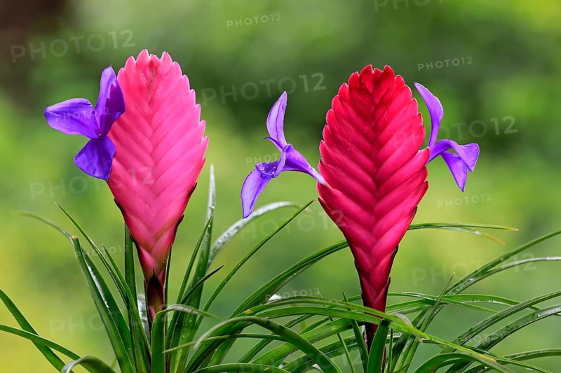 Blue tillandsia (tillandsia cyanea)