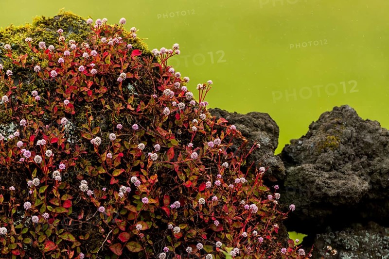 Pink-headed persicaria (Persicaria capitata) on lava stone