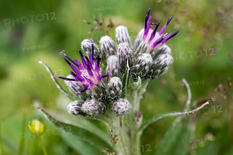 Alpine Saw-wort (Saussurea alpina)