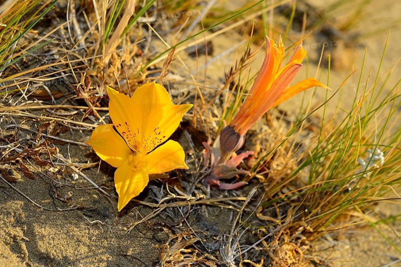 Flowering yellow desert plant (Alstroemeria aurea)