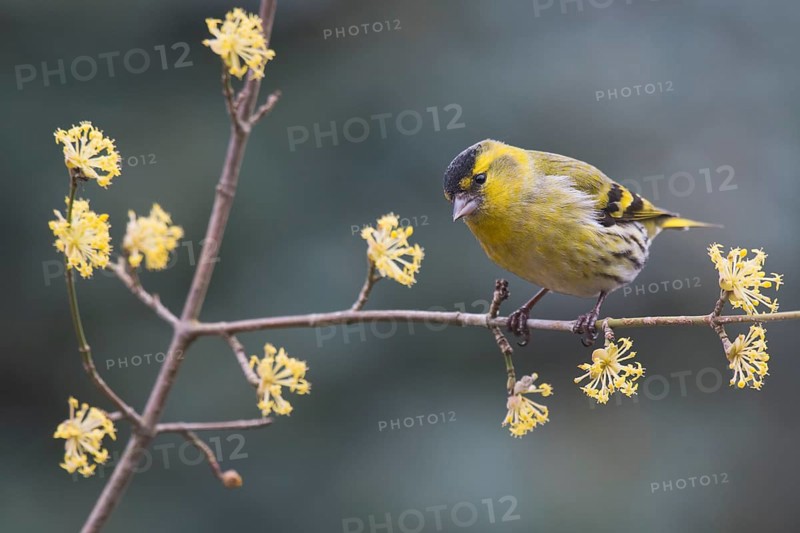 Eurasian siskin (Carduelis spinus)