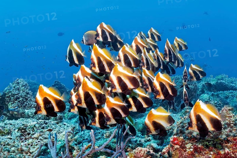 Fish swarm phantom bannerfish (Heniochus pleurotaenia) Indian Ocean
