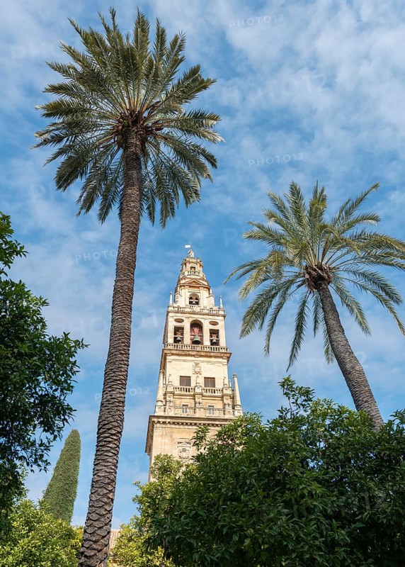 Church tower between palm trees