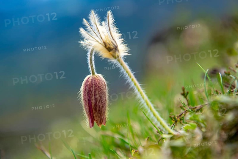 Alpine pasqueflower (Pulsatilla alpina)