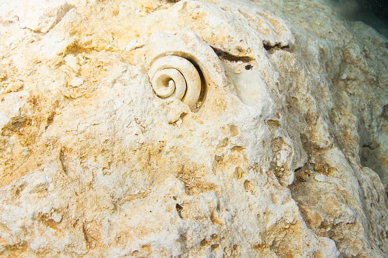 Fossils