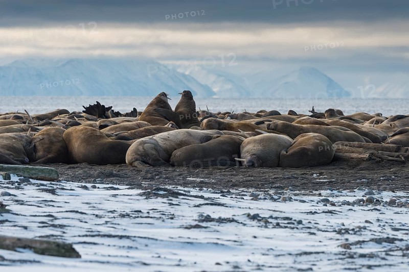 Walruses (Odobenus rosmarus)