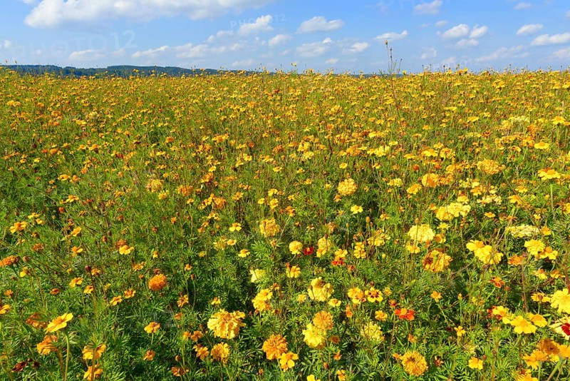 Yellow Marigolds (Tagetes) as green manure on a field