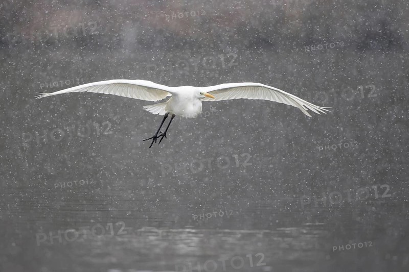 Great egret (Ardea alba) flying during snowfall