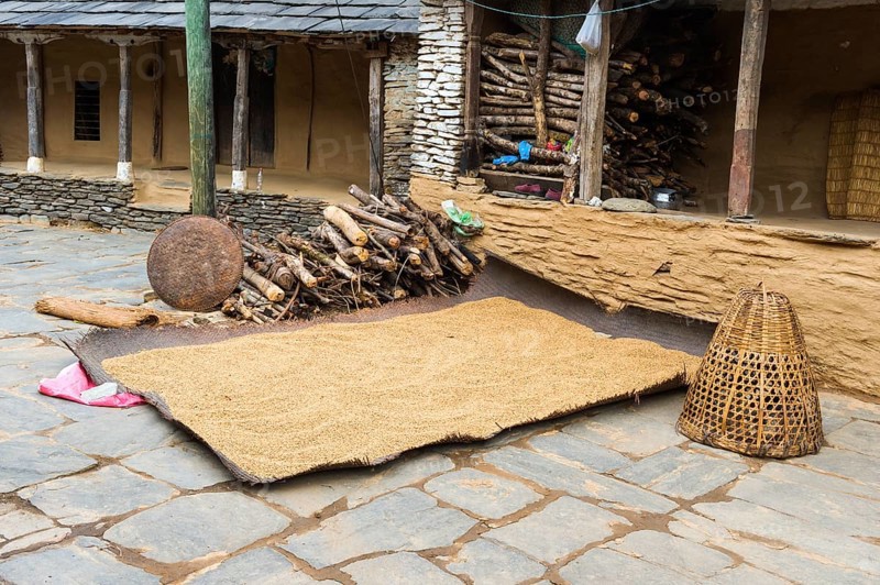Rice drying on ground