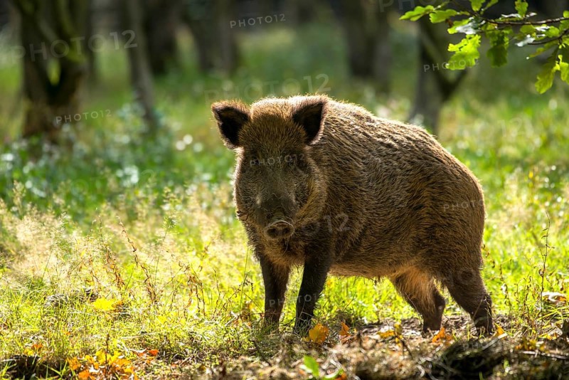Wild boar (Sus scrofa)