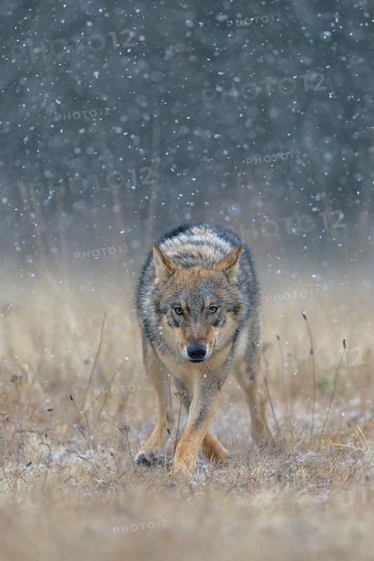 Gray wolf (Canis lupus)