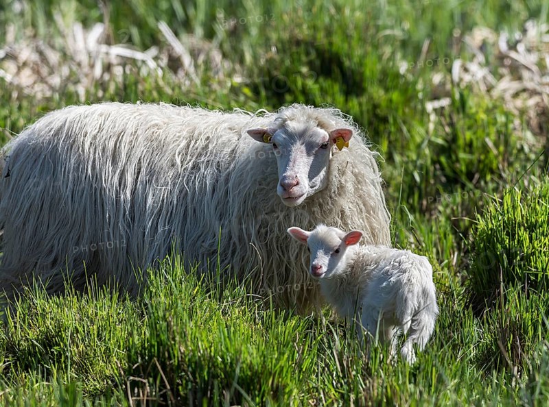 White Polled Heath sheep (Ovis aries) with her newborn in dense grass