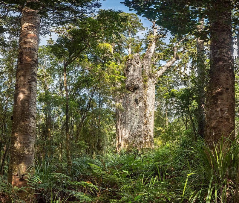 Te Matua Ngahere
