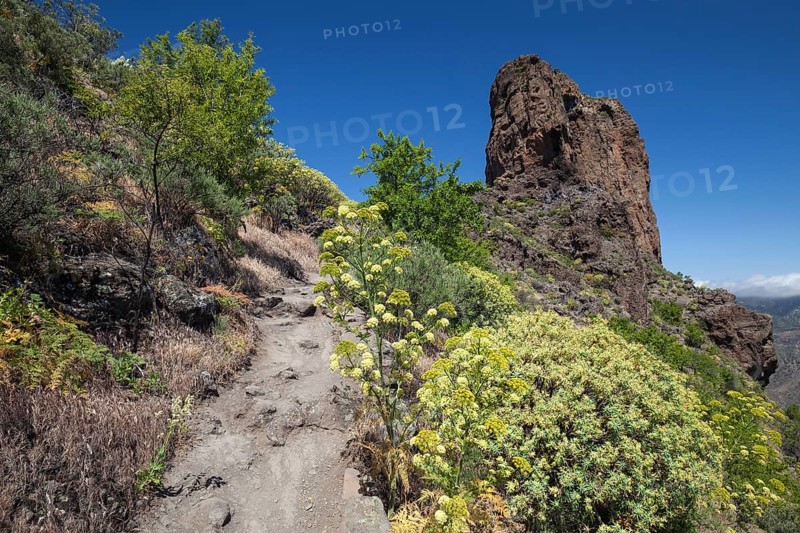Hiking path through blooming vegetation to Roque Bentayga