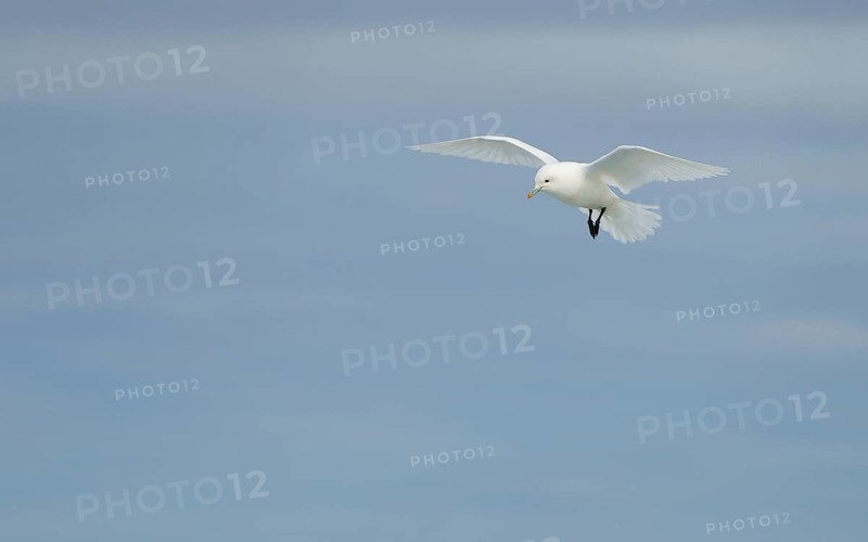 Ivory gull (Pagophila eburnea) in flight