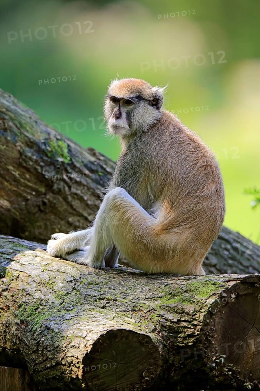 Common patas monkey (Erythrocebus patas patas)