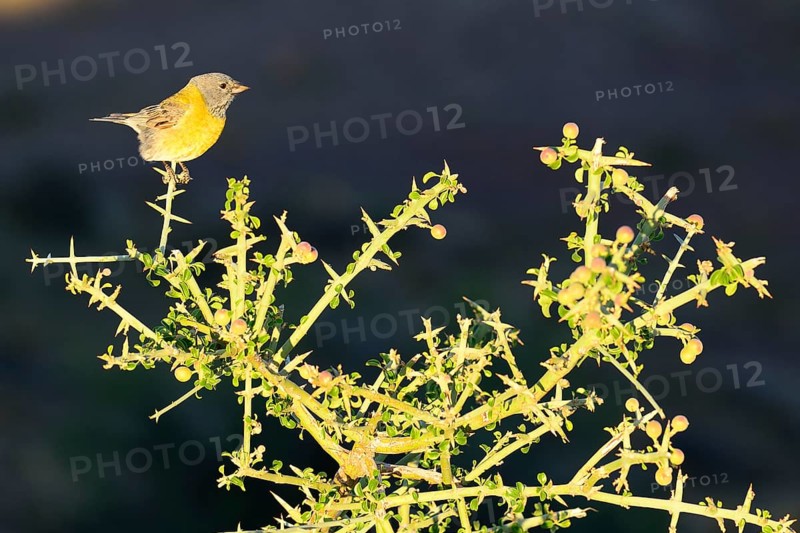 Cordillera Sierra Finch (Phrygilus gayi) sits on thorn bush