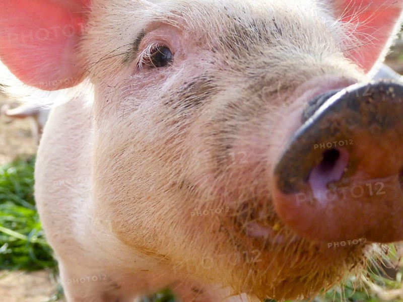 Domestic Pig (Sus scrofa domestica) Piglet