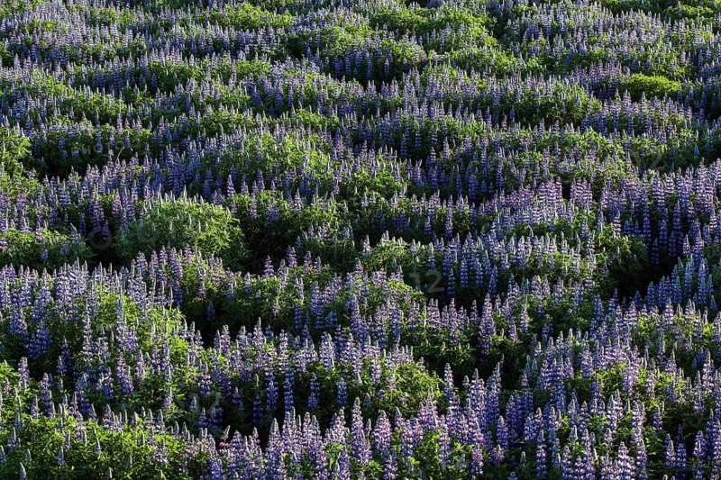 Meadow with blue Nootka lupins (Lupinus nootkatensis)