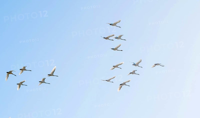 Flock of birds