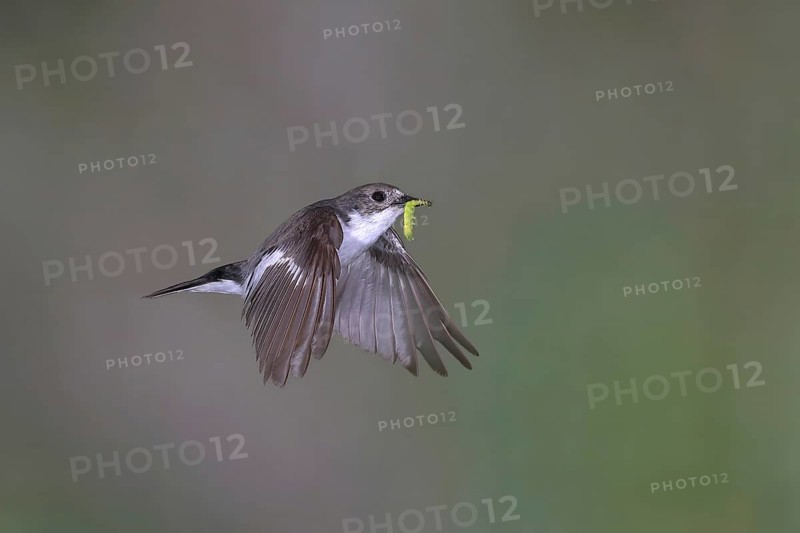 European Pied Flycatcher (Ficedula hypoleuca)