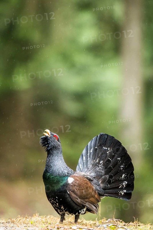 Western capercaillie (Tetrao urogallus)