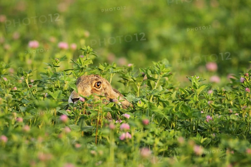 European hare (Lupus europaeus) in Red clover field (Trifolium pratense) Wachau