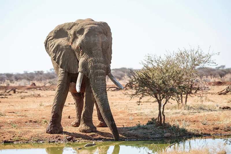 Elephant bull (Loxodonta africana) at the waterhole