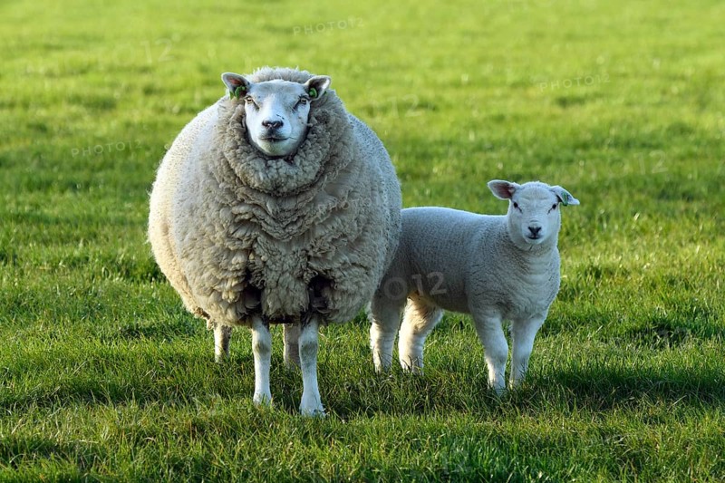 Sheep (Ovis) with lamb in a meadow