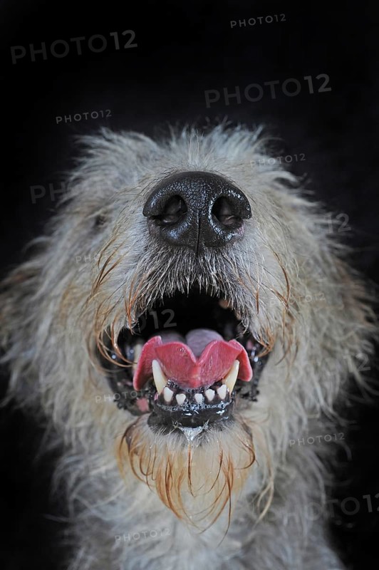 Irish Wolfhound