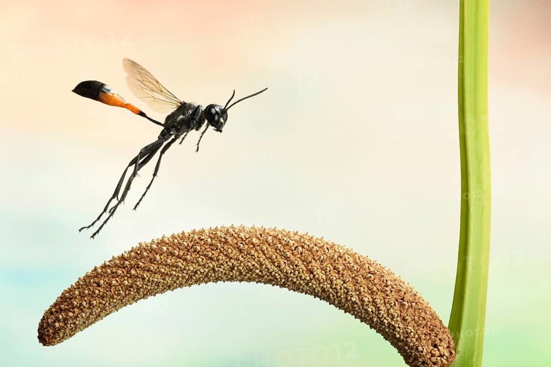 Red-banded sand wasp (Ammophila sabulosa)