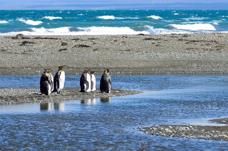 King penguins (Aptenodytes patagonicus)