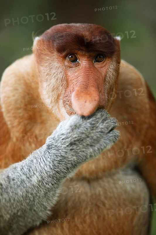 Proboscis monkey (Nasalis larvatus)