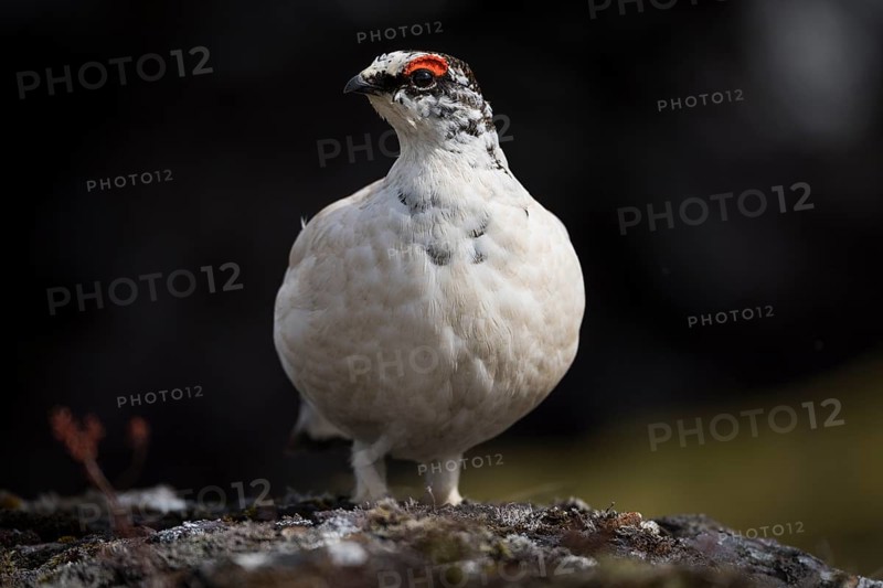 Rock Ptarmigan (Lagopus muta)