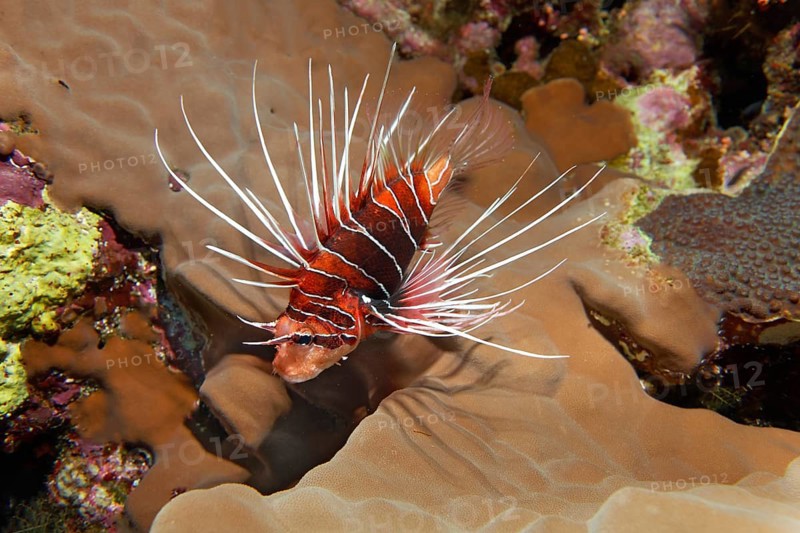 Radial firefish (Pterois radiata) in the coral reef